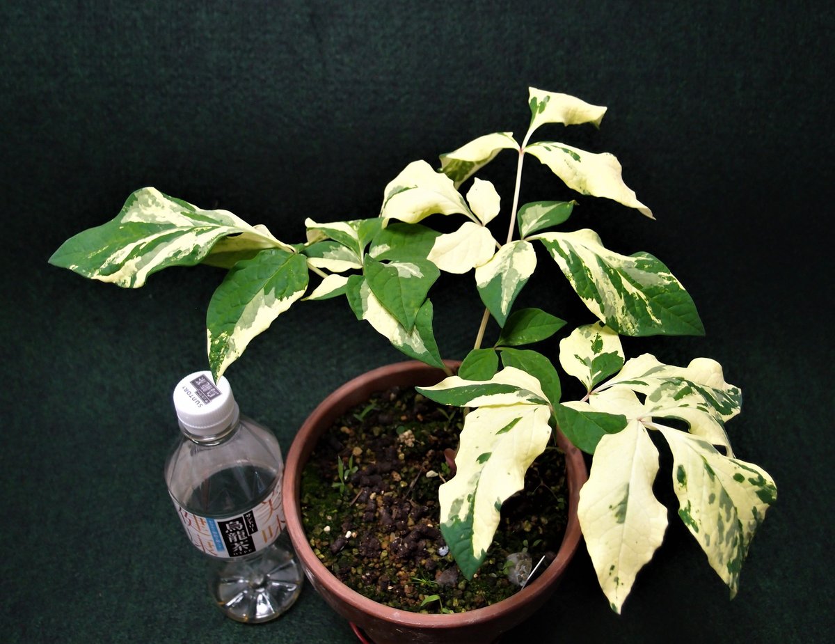 山野草 斑入りヤマシャクヤク 白三光斑 ”白寿” | 斑入りヤマシャクヤク