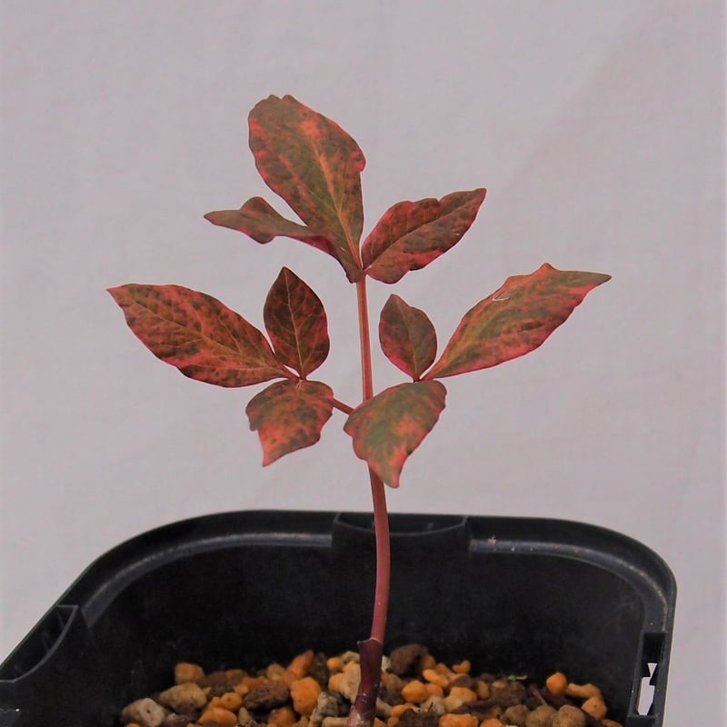 山野草 斑入り 濃色 雄大紅 大株 ヤマシャクヤク 交配種