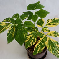山野草　斑入り　ヤマシャクヤク　飯田柄15A 山野草 斑入りヤマシャクヤク 長野産 ”飯田柄系” | 斑入りヤマシャクヤク