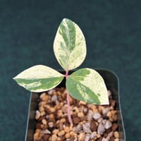 ヤマシャクヤク（実生でない株分け品）（キラ星）（最上斑入り） 山野草 斑入り ヤマシャクヤク ”きら星” 原種割り株 | 斑入り