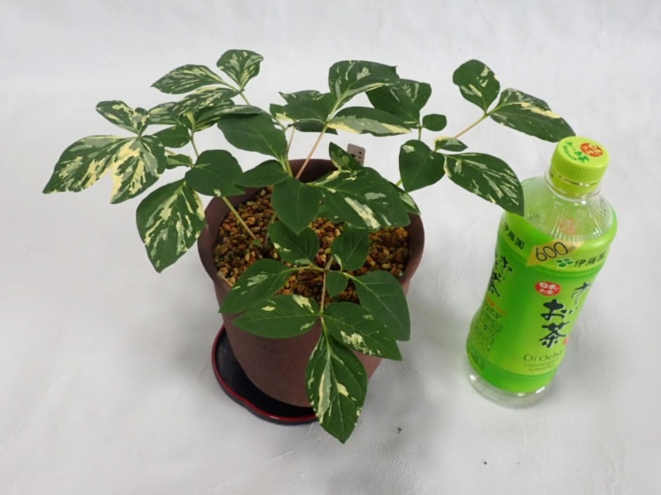 山野草 斑入りヤマシャクヤク 白三光斑 ”宴” | 斑入りヤマシャクヤク