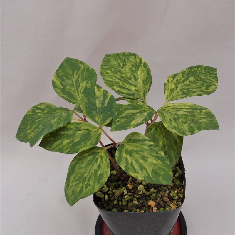 山野草ヤマシャクヤクいわし雲×祖谷中津山　交配種 山野草ヤマシャクヤクいわし雲×祖谷中津山 交配種 【公式通販】