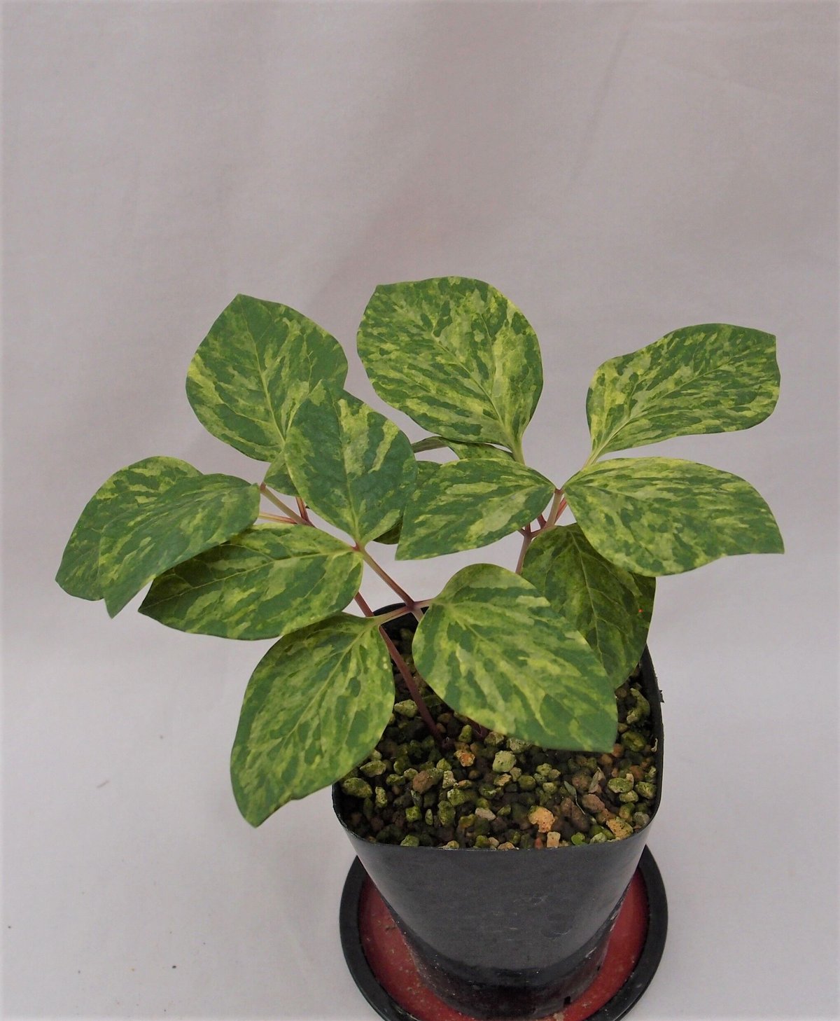 山野草ヤマシャクヤクいわし雲×祖谷中津山 交配種 山野草ヤマ