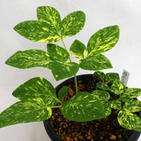 山野草 斑入りヤマシャクヤク ”祖谷の太陽” | 斑入りヤマシャクヤク