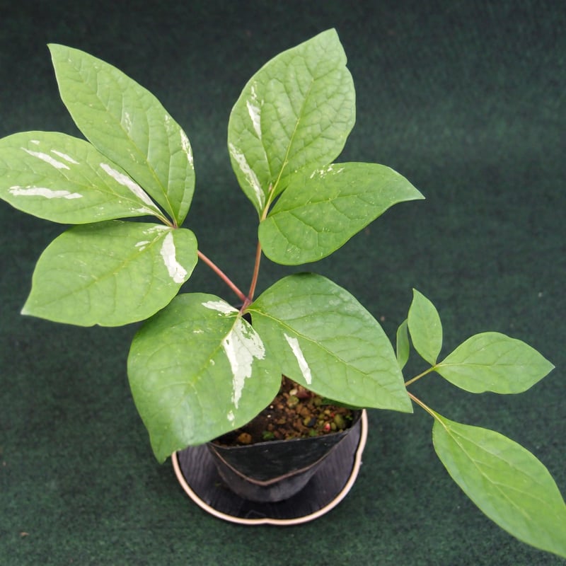 山野草 斑入り ヤマシャクヤク ”赤とんぼ”