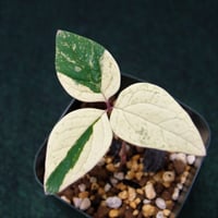 山野草 斑入りヤマシャクヤク ”いわし雲×祖谷中津山”交配種 | 斑入り