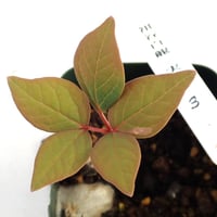 山野草 斑入り ヤマシャクヤク ”白散り斑” | 斑入りヤマシャクヤク