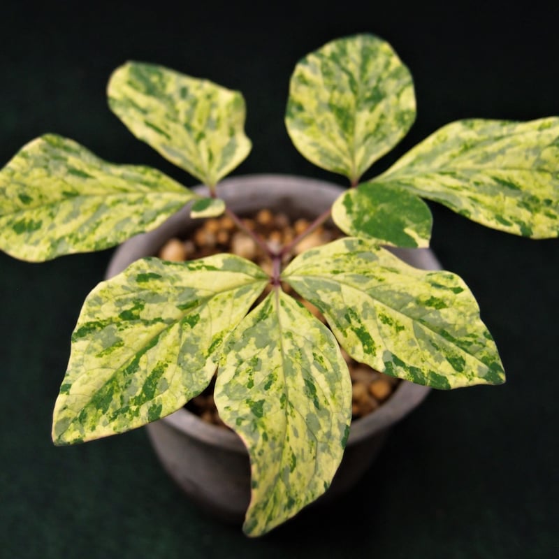 山野草 上斑入り ヤマシャクヤク 10.5cmポット16個セット 山野草 上