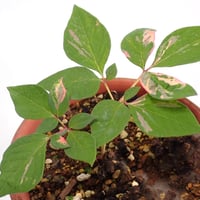 山野草　斑入り　ヤマシャクヤク　小島峠実生３年A Yahoo!オークション - 山野草 斑入りヤマシャクヤク「小島峠