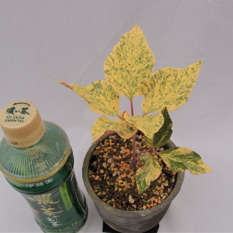 山野草　斑入り　ヤマシャクヤク6個セット 山野草 斑入り ヤマシャクヤク | 斑入りヤマシャクヤク