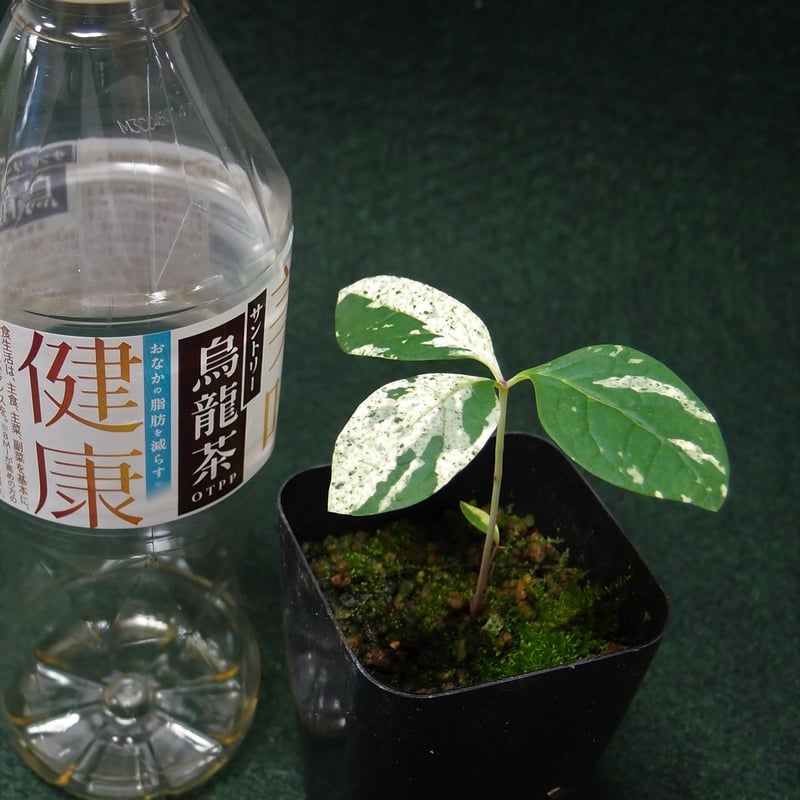 山芍薬 阿波錦 黄掃込が白に 斑入り 実生 山野草 山芍薬 阿波錦 黄掃込が白に 斑入り 実生 山野草