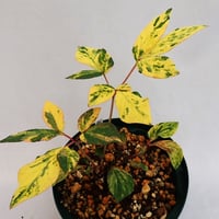 山野草 斑入り ヤマシャクヤク ”きら星” 原種割り株 | 斑入りヤマ