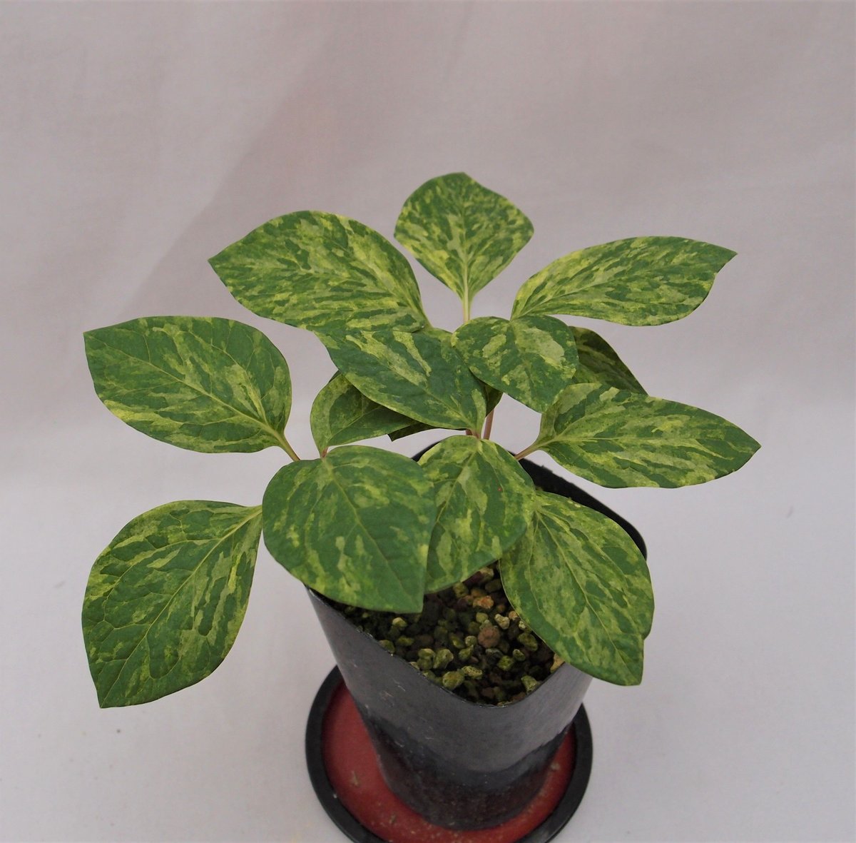 山野草ヤマシャクヤクいわし雲×祖谷中津山　交配種 山野草 斑入りヤマシャクヤク ”いわし雲×祖谷中津山”交配種