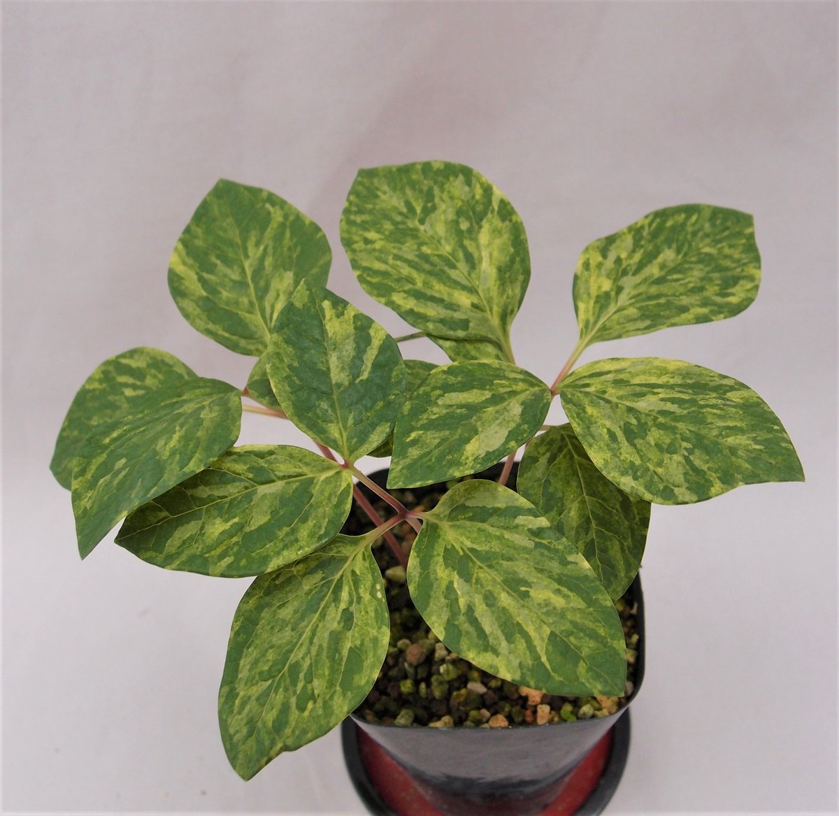 山野草ヤマシャクヤクいわし雲×祖谷中津山　交配種 山野草ヤマシャクヤクいわし雲×祖谷中津山 交配種