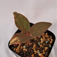 山野草 斑入りヤマシャクヤク ”氷 雨” | 斑入りヤマシャクヤク