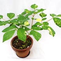 な*ち様 山野草　斑入りヤマシャクヤク　キラ星 山野草 斑入り ヤマシャクヤク ”きら星” 原種割り株 | 斑入り