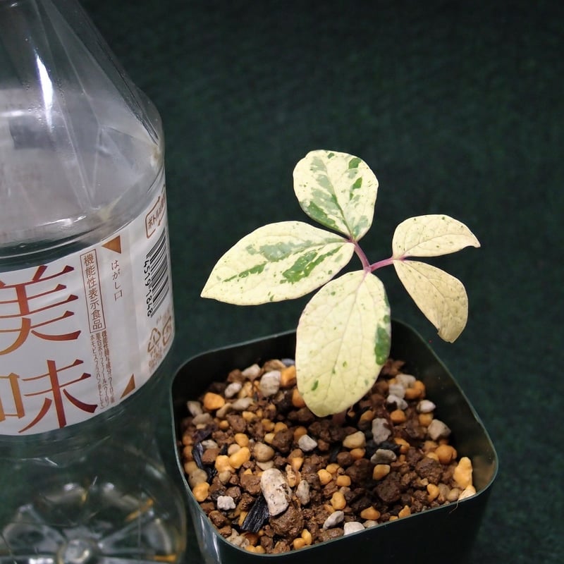 山野草 斑入りヤマシャクヤク 鳶×宮城野 | 斑入りヤマシャクヤク 山野草 斑入りヤマシャクヤク 鳶×宮城野 | 斑入りヤマシャクヤク