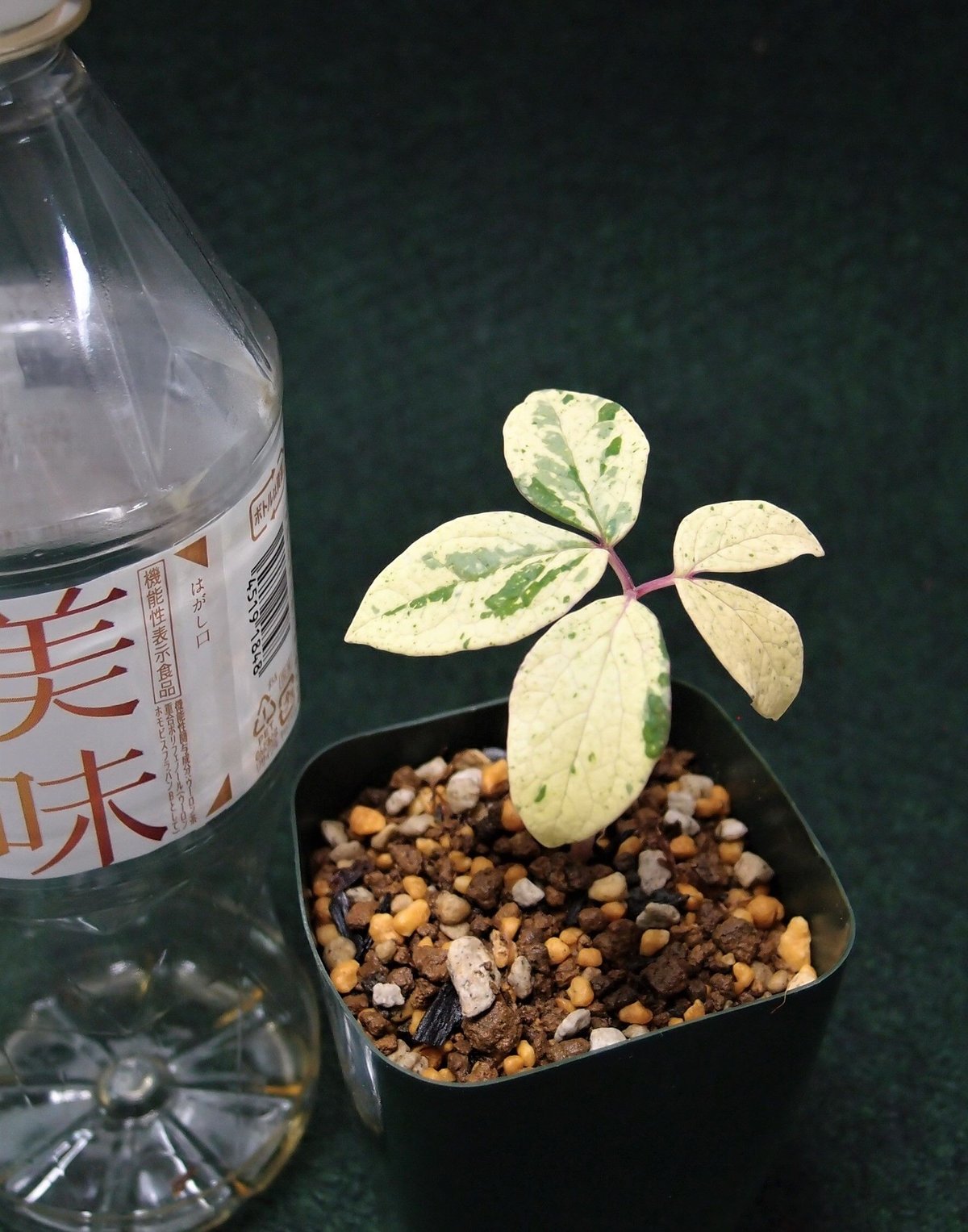 山野草 斑入りヤマシャクヤク 鳶×宮城野 | 斑入りヤマシャクヤク 山野草 斑入りヤマシャクヤク 鳶×宮城野 | 斑入りヤマシャクヤク