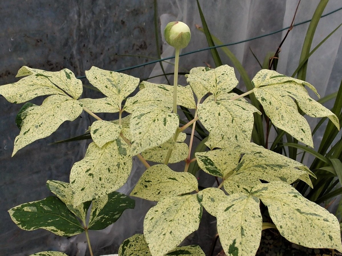 山野草 斑入り ヤマシャクヤク | 斑入りヤマシャクヤク