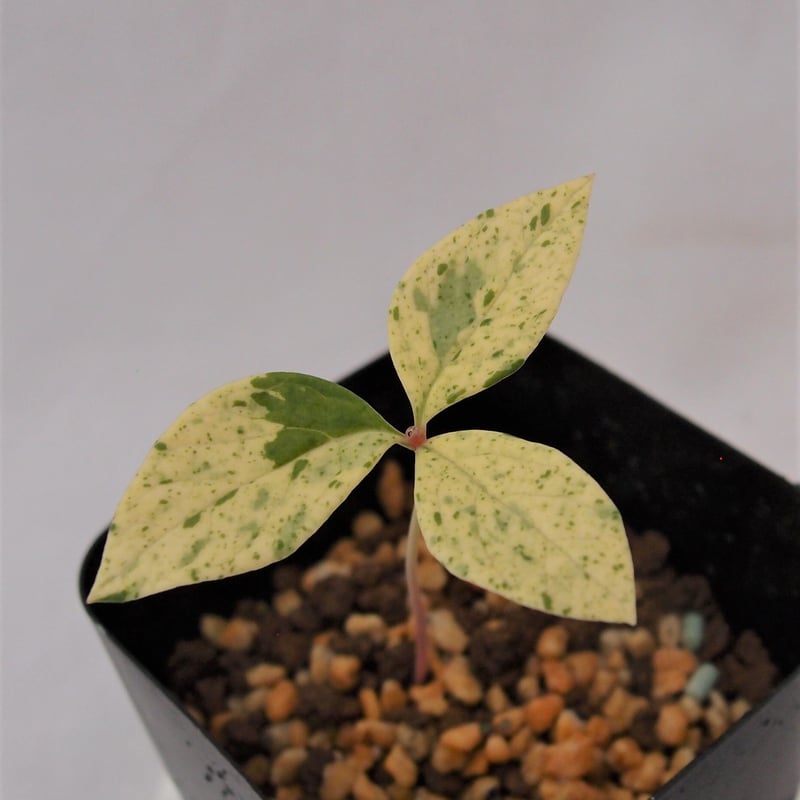 山野草 斑入り ヤマシャクヤク ”剣の舞” | 斑入りヤマシャクヤク