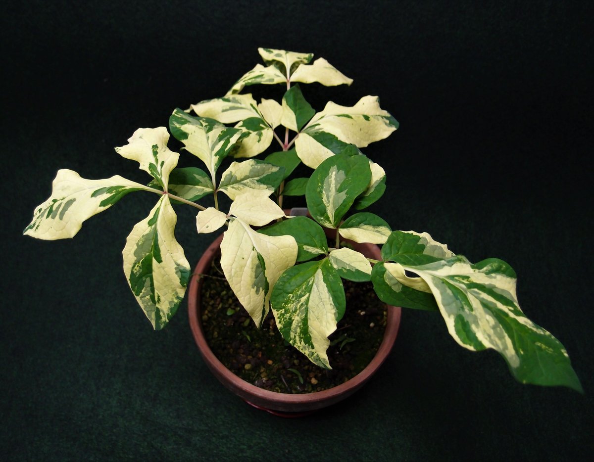 山野草　最上斑入り　ヤマシャクヤク　15ｃｍポット4個セット 山野草 最上斑入り ヤマシャクヤク 15cmポット4個セット 山