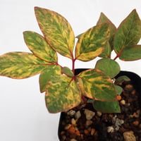 山野草 斑入り ヤマシャクヤク 黄金葉 原種割り株 | 斑入りヤマシャクヤク