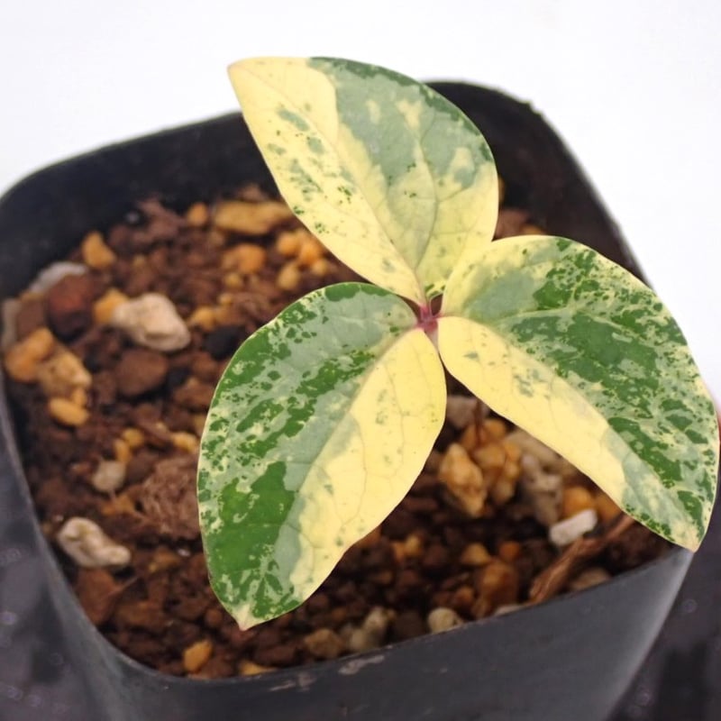 山野草 斑入り ヤマシャクヤク ”酔美人” | 斑入りヤマシャクヤク