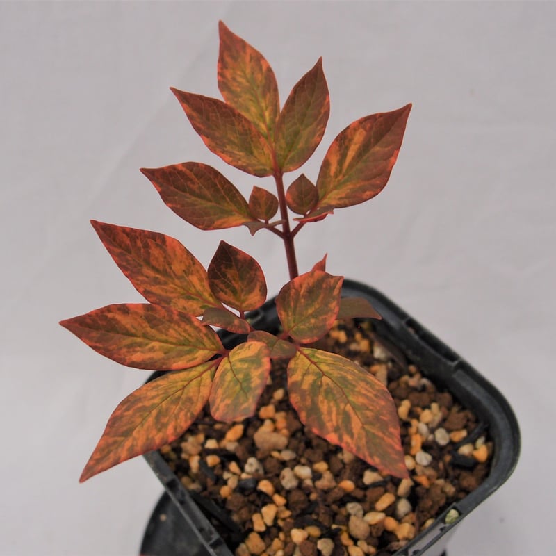 山野草 斑入り ヤマシャクヤク6個セット 山野草◇ヤマシャクヤク