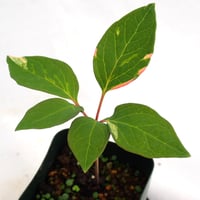 山野草 斑入り ヤマシャクヤク ”きら星” 原種割り株 | 斑入りヤマ