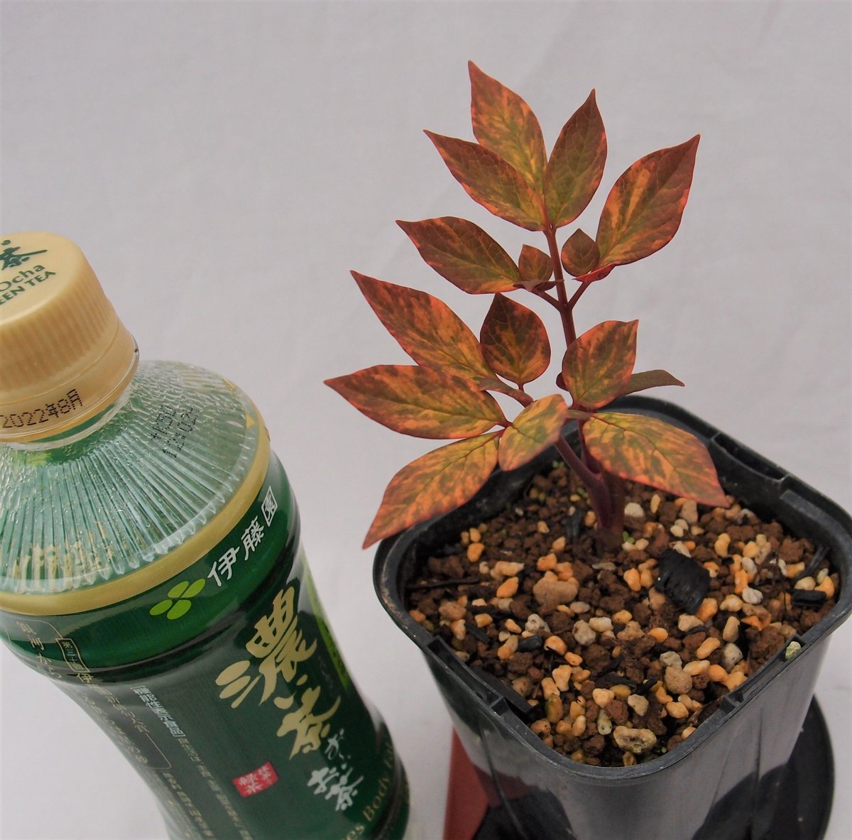 山野草 斑入り ヤマシャクヤク ”小島峠” | 斑入りヤマシャクヤク 山野草 斑入り ヤマシャクヤク ”小島峠” | 斑入りヤマシャクヤク