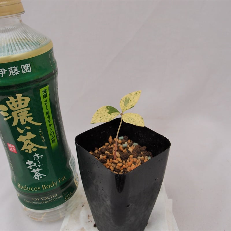 山野草　斑入り　ヤマシャクヤク6個セット 山野草 斑入り ヤマシャクヤク6個セット - メルカリ