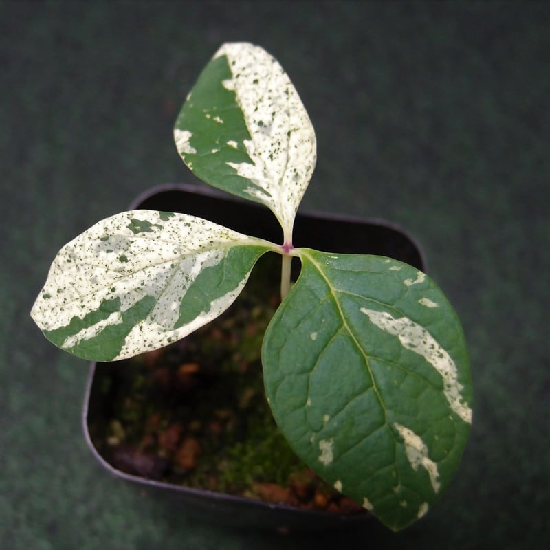 N*.様 山野草 斑入り ヤマシャクヤク 「氷酔」 最上柄 山野草 斑入りヤマ