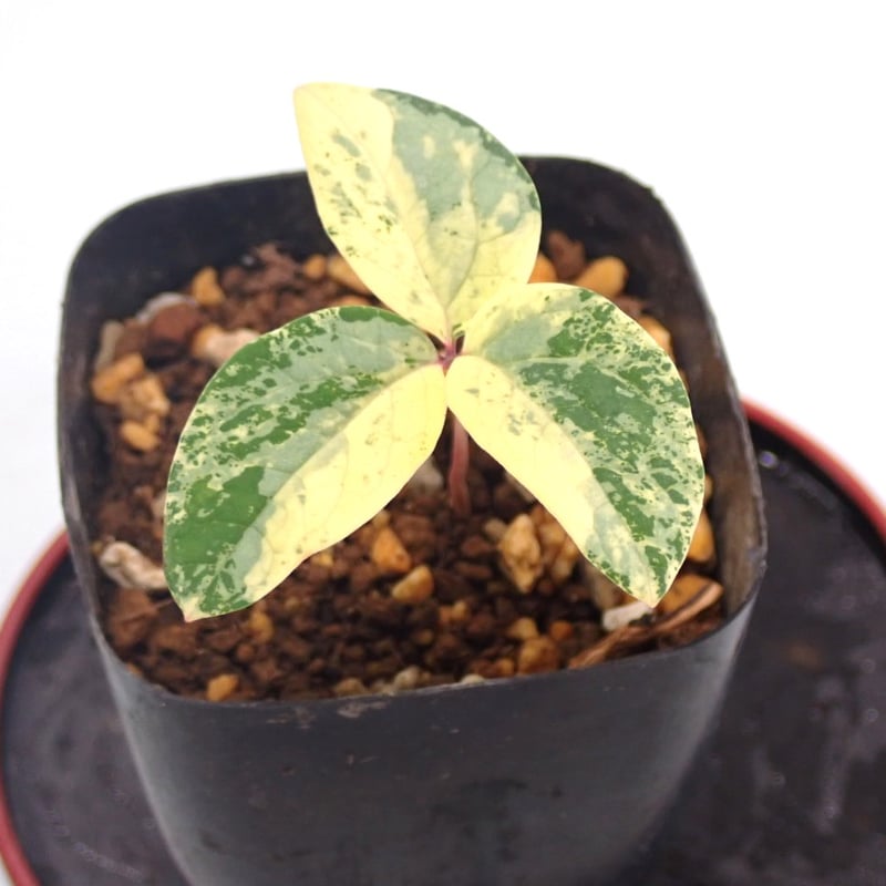 山野草 斑入り ヤマシャクヤク ”酔美人” | 斑入りヤマシャクヤク