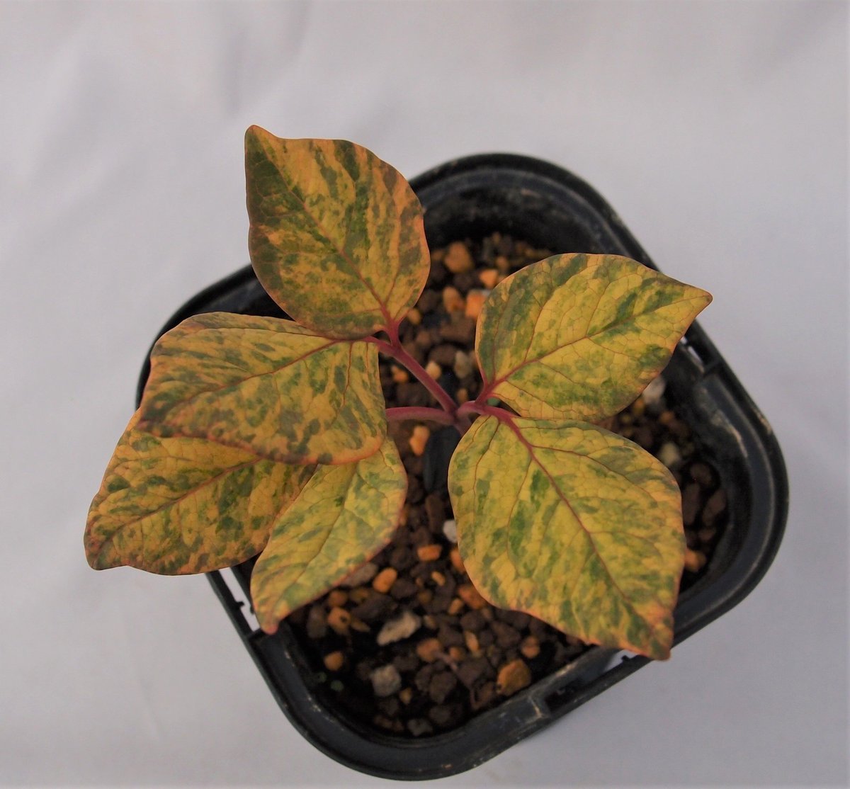 山野草ヤマシャクヤク祖谷中津山産 山野草ヤマシャクヤクいわし雲×祖谷中