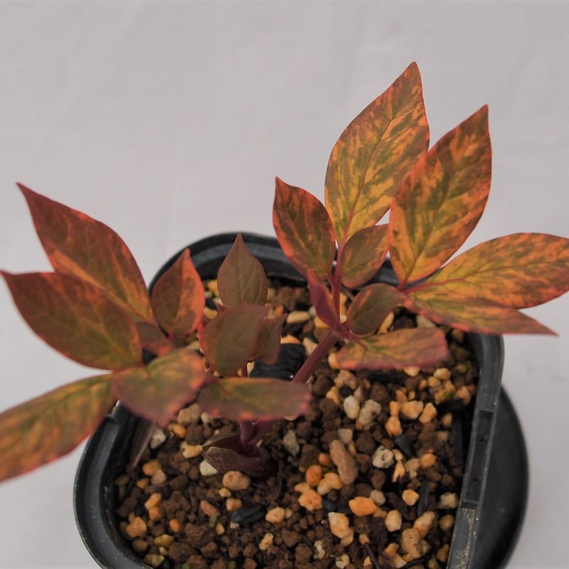 山野草 斑入り ヤマシャクヤク ”小島峠” | 斑入りヤマシャクヤク