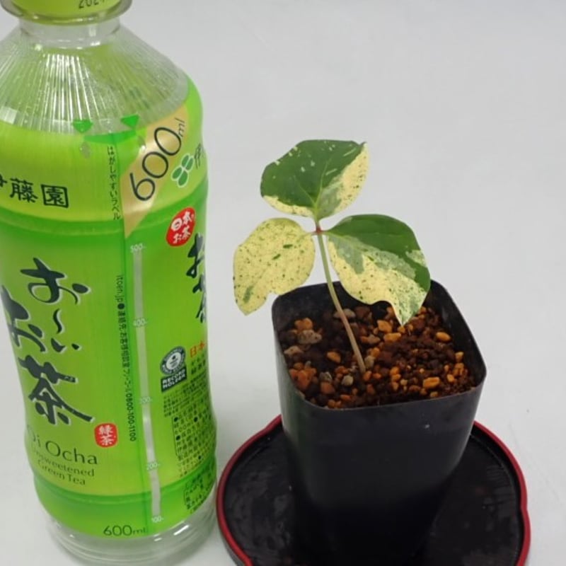 山野草 斑入り ヤマシャクヤク ”白散り斑” | 斑入りヤマシャクヤク 山野草 斑入り ヤマシャクヤク ”白散り斑” | 斑入りヤマシャクヤク