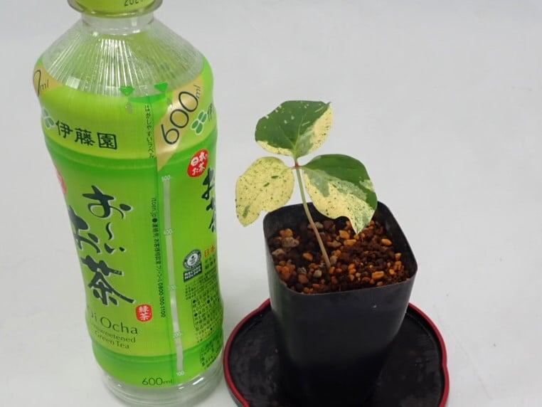 山野草 斑入り ヤマシャクヤク ”白散り斑” | 斑入りヤマシャクヤク