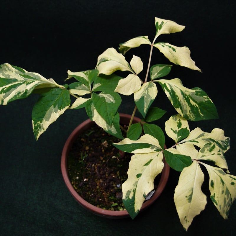 佳*則様 山野草　　 斑入り 　　ヤマシャクヤク　「万華鏡」　 最上柄 佳*則様 山野草 斑入り ヤマシャクヤク 「万華鏡」 最上柄