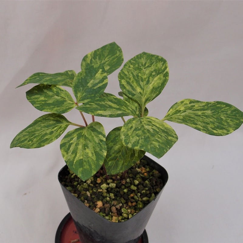 山野草　斑入り　ヤマシャクヤク6個セット 山野草 斑入り ヤマシャクヤク | 斑入りヤマシャクヤク