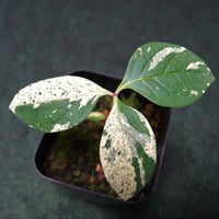 山野草 斑入りヤマシャクヤク ”いわし雲×祖谷中津山”交配種 | 斑入り