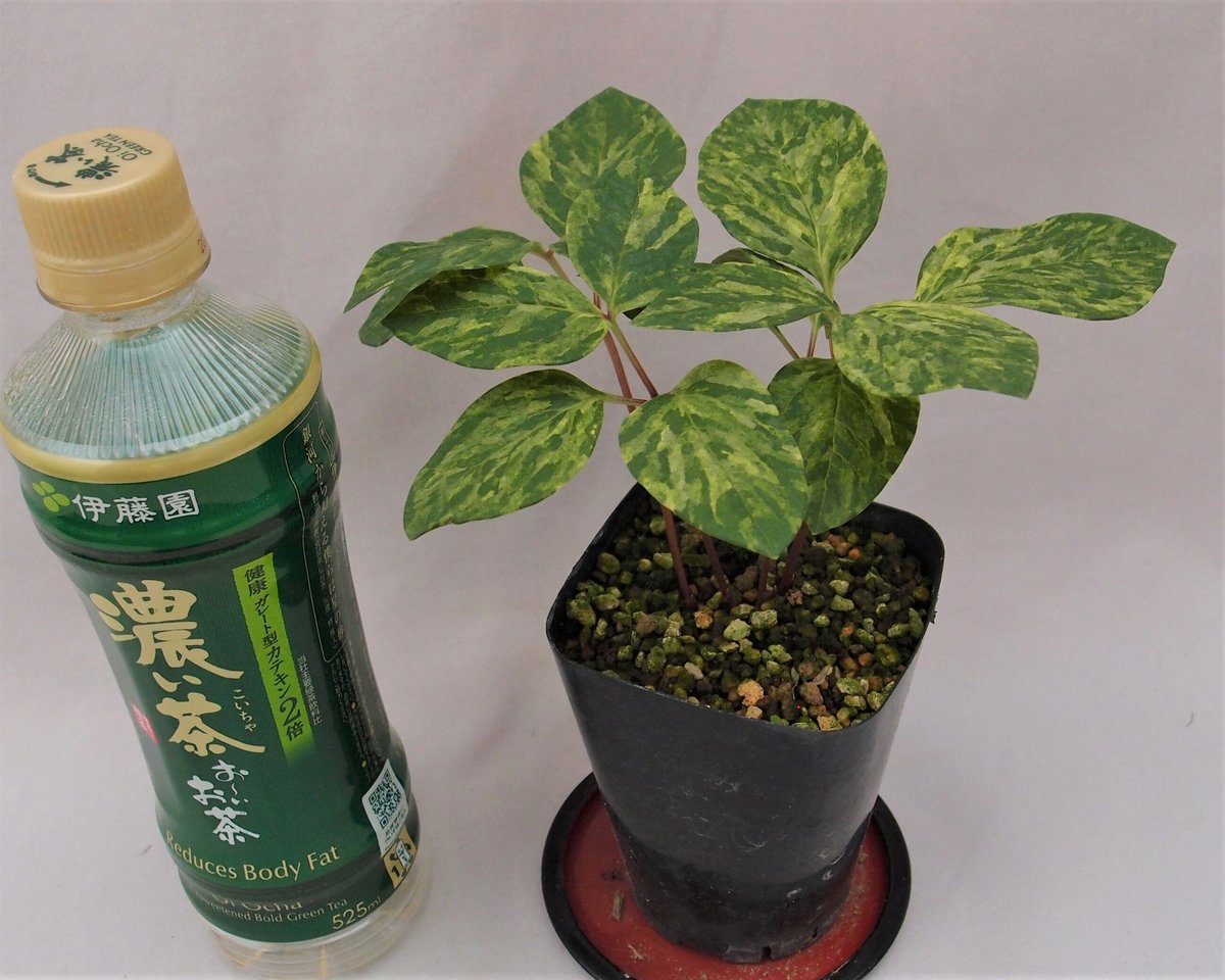 山野草 斑入り ヤマシャクヤク ”中津山” | 斑入りヤマシャクヤク