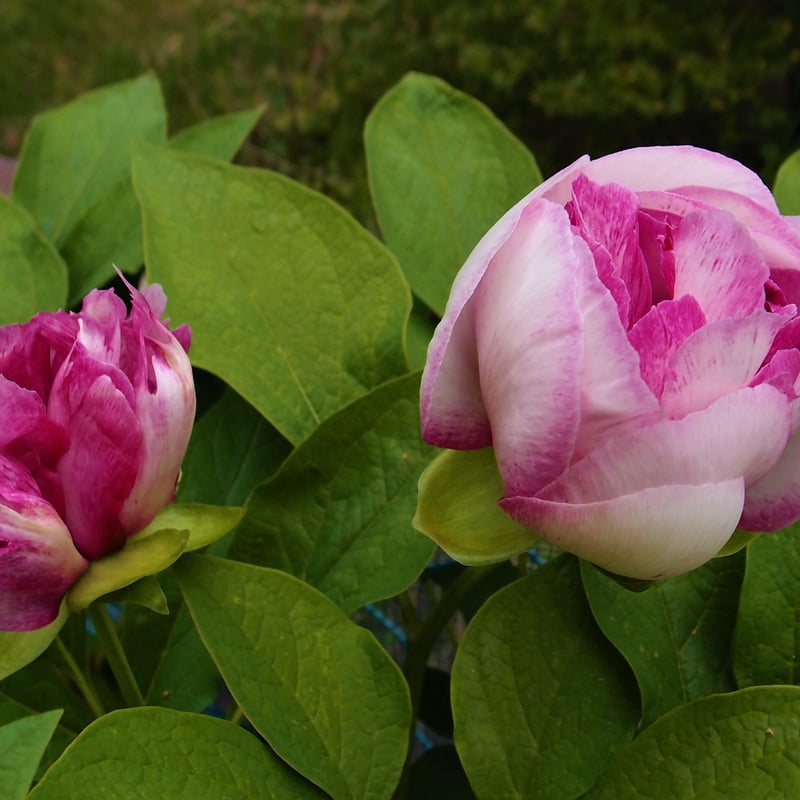 山野草 ヤマシャクヤク ”花魁”（おいらん） | 斑入りヤマシャクヤク