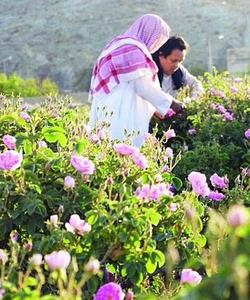 ローズ・デ・ターイフ香油 | サハラの香りストア