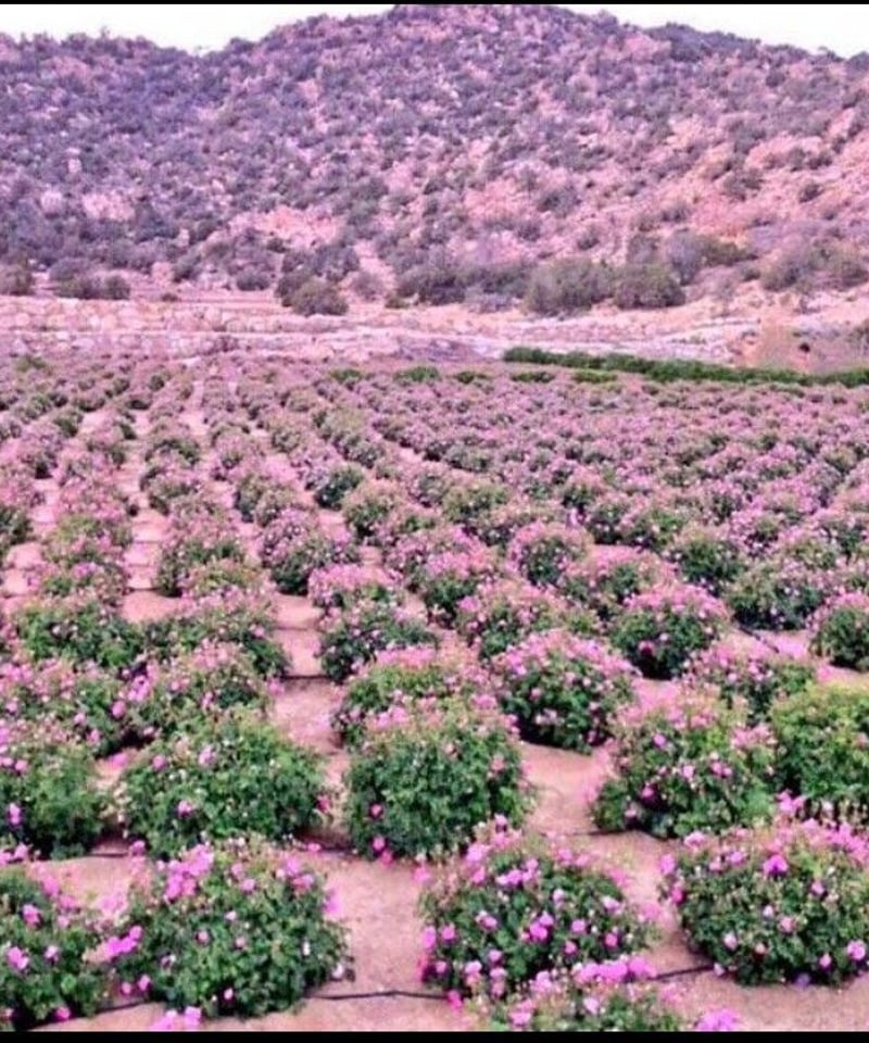 ローズ・デ・ターイフ香油 | サハラの香りストア