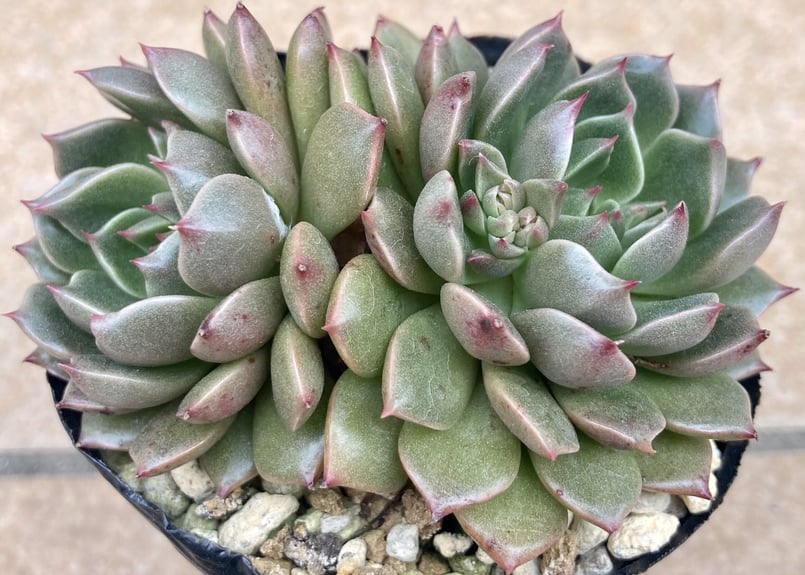 多肉植物 オリビア | yamykket's shop