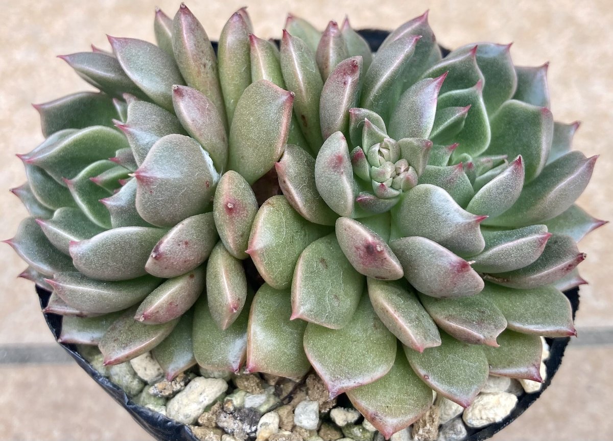 多肉植物 オリビア | yamykket's shop