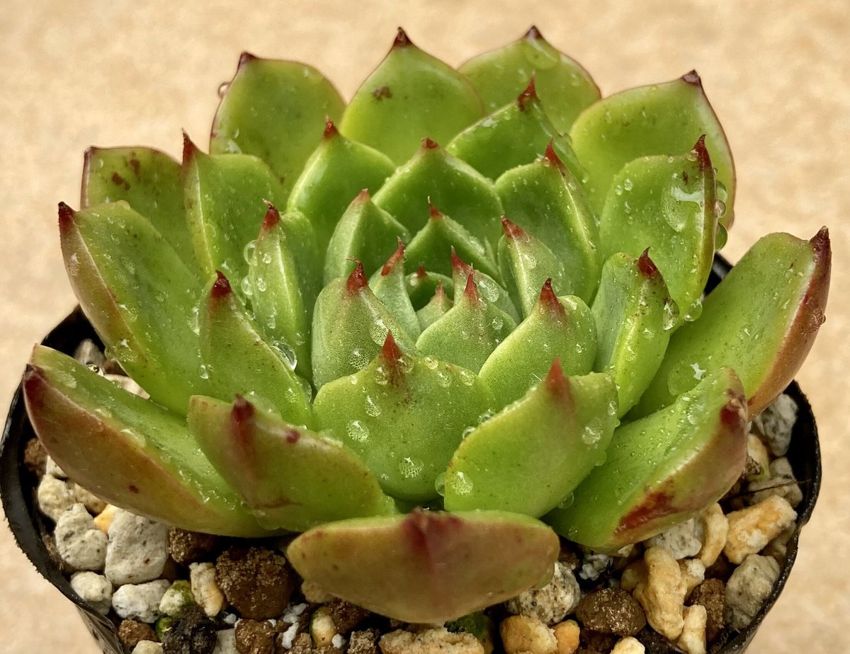 多肉植物 希少コロラータ錦♡抜き苗 【公式通販】