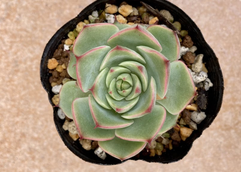 その他多肉植物 Cranky 多肉植物マガジン｜そよ｜note