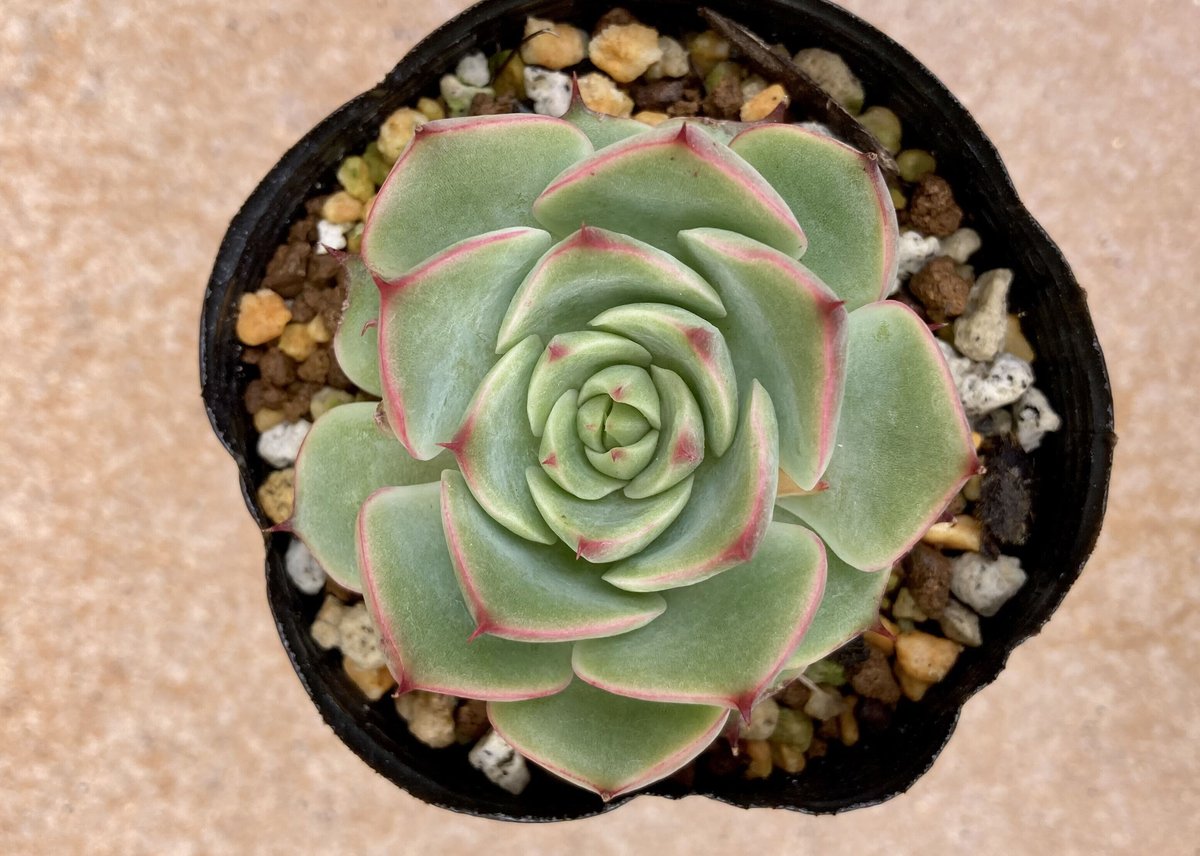 多肉植物 韓国苗 エケベリア チュプス ech1011.jpg