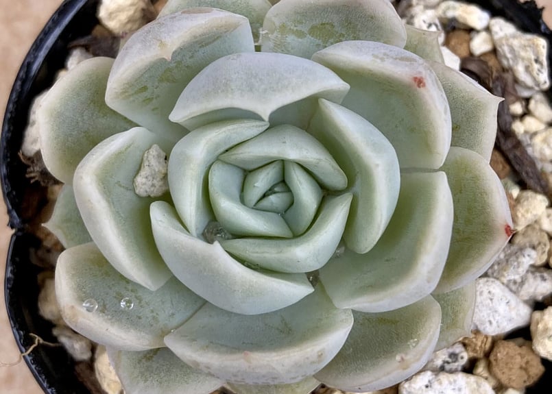 多肉植物 メキシカンスノーボール | yamykket's shop 多肉植物 メキシカンスノーボール | yamykket's shop